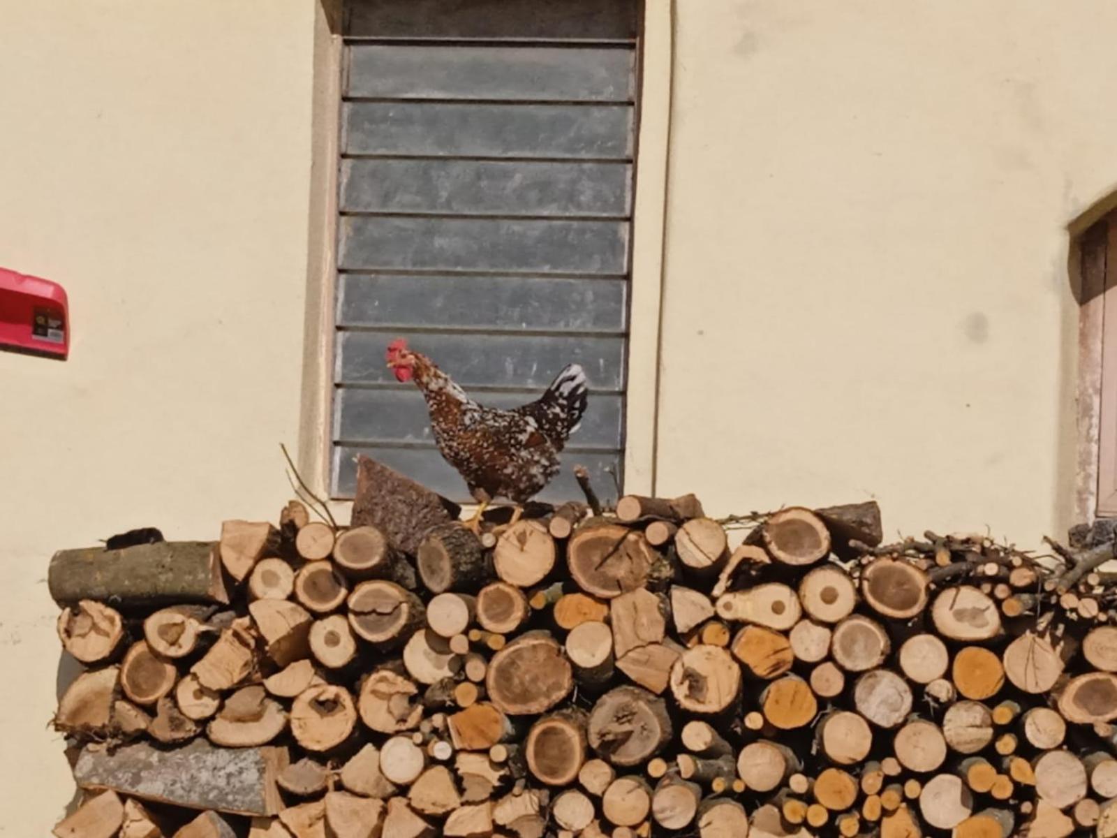 Maso Torbiera- Rural And Mountain Lodging Fiave Экстерьер фото